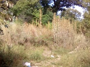 Asta găsim pe terenul respectiv – Ziarul Argeşul - ediţia online