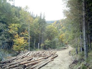 Morţii taie pădurea la Vlădeşti