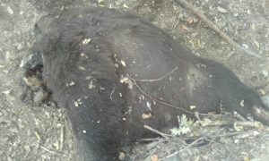 Urs decapitat la Mălureni