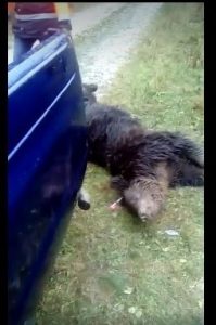 Urs captiv într-un laţ la Mălureni