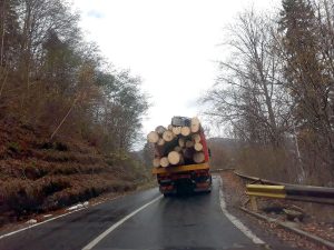 Continuă măcelul în pădurile de la Vidraru!