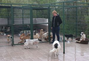 De ce e indicat să ne sterilizăm animalele de companie