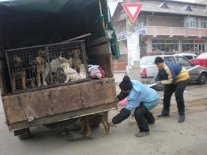 S-a înfiinţat serviciul de ecarisaj