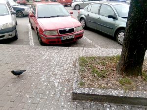 Ciorile au umplut trotuarul de mizerie – Ziarul Argeşul - ediţia online