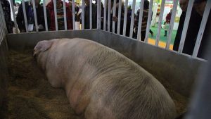 Porc de 350 kg la Costeşti