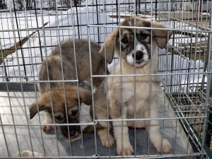 Două căţeluşe surori îşi caută părinţi adoptivi