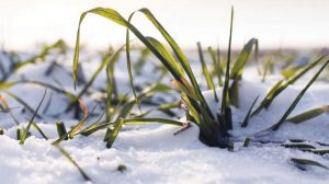 culturi – Ziarul Argeşul - ediţia online