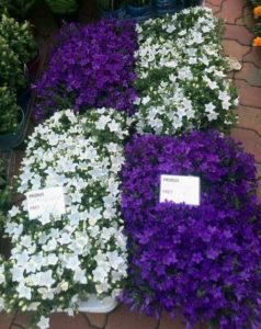 Un leu panseluţa, doi lei petunia