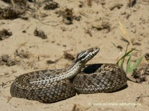 Vipera e un animal cu care nu te joci